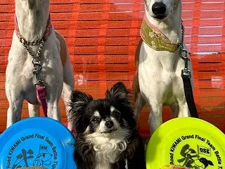 DSE鹿島ウィペットひまわりエキスパート…