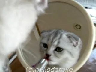 猫の魅力を教えてくれたこまりの誕生日～♪