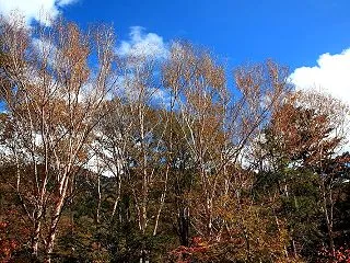 片品村 丸沼の紅葉 その１