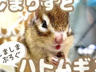 しまりすとハトムギ３