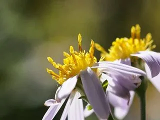 斑入り嫁菜 ある年のこと