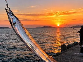 淡路島のタチウオ（太刀魚）釣り｜船・堤防…