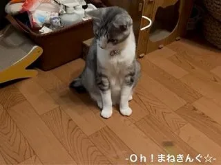 【つなぎ記事】クイズです☝️