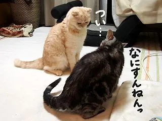 怒られる、とらじろう。（とらじろうメモリ…