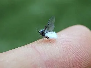 舞い始めた雪虫