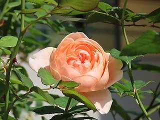 水戸市植物公園のバラ園芸品種