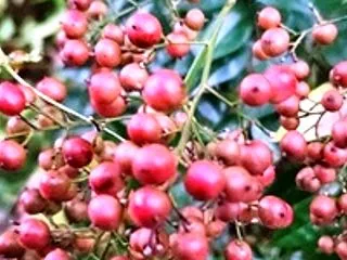 今日の記念日