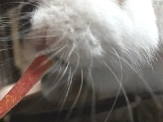 思い出 フルーツの好み⑥