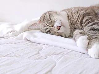 働かない息子の友人が来た