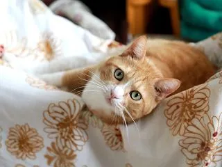 ゆるむ猫。