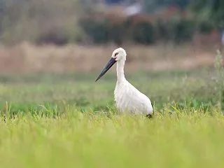 遠くまで ようこそコウノトリ君！ 