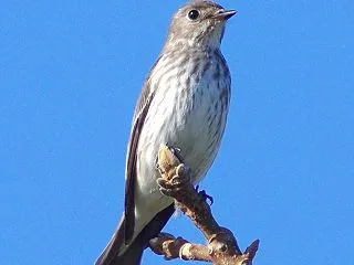 クルミの木のエゾビタキ2
