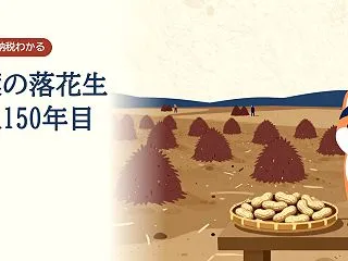 千葉県の落花生は、令和8年で導入150年…