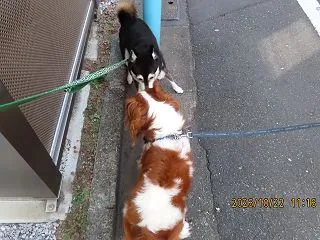 犬も人も笑顔にするピコ。