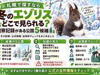 札幌で冬のエゾリスを探す｜5公園の観察記…