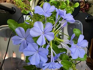 ガーデニングルリマツリその後殆ど花開いた…
