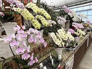 人気の原種シレリアナ、花芽がぐんぐん成長…