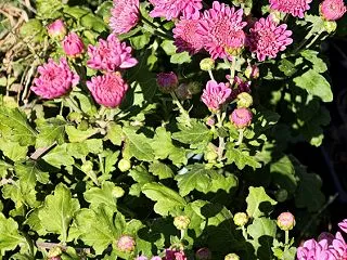 菊 開花