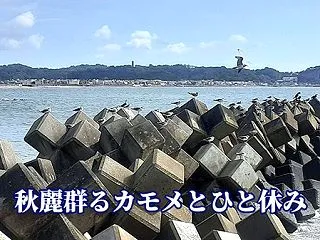 秋うらら群る鴎とひと休み