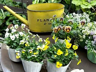 今季初買いのビオラで寄せ植えを作りました