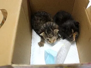 離乳組第２段