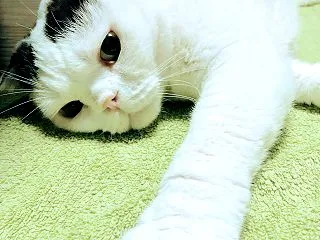 お父さん達、光る、抜ける、禿げる、チビル…