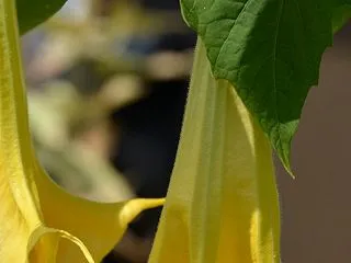 神無月 10月23日の誕生日の花と花言葉