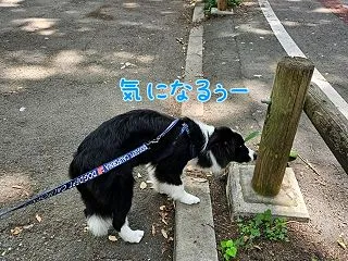 迷うこともない森へ