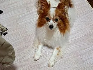 不貞腐れた