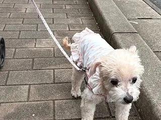 原宿