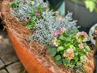 今シーズンのパンビオの植えつけ作業が始ま…