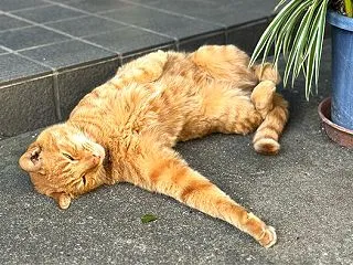 ■だらけた猫たち