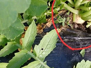野菜の間引き
