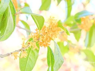 霜降の「潤い」を養う時間と邪気と直感力の…