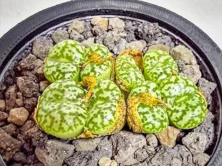 コノフィツム・ウルスプルンギアナムを植え…