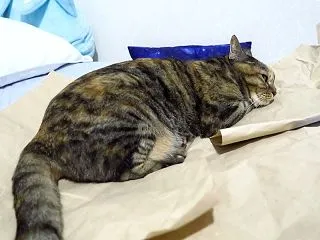 ムスッと顔（´･∀･`）