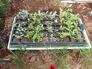 蕪の移植