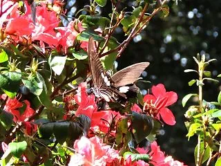 交野山と白旗池 
