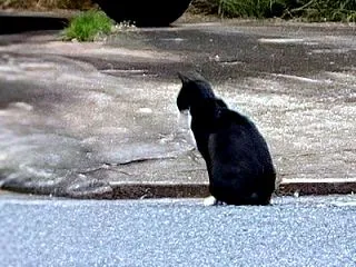 道に黒猫。