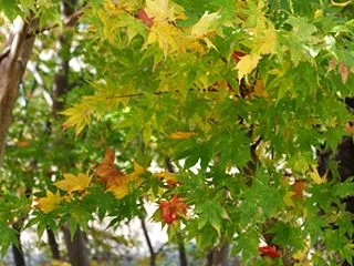 紅葉間近です