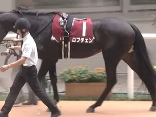 菊花賞2026予想
