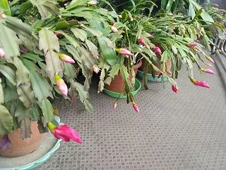 シャコバサボテンが咲き始め、