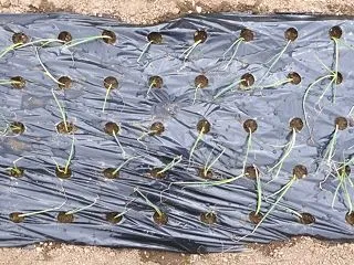 玉ねぎ(ケルたま、ハイパーリニア)の植付…