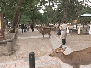 【奈良公園】体の一部ない子鹿4体の死骸 …