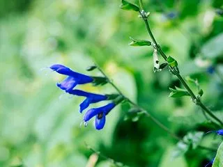 １０月の花 その２３ メドーセージ