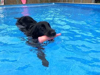 キャンプ2026 ＠DOG POOL V…