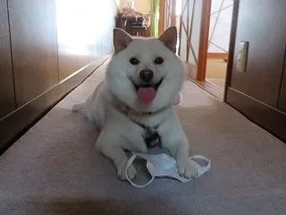 太くて速い