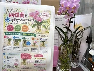 胡蝶蘭の水栽培にチャレンジしてみませんか…