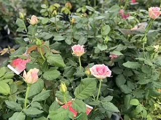 美しいバラ入荷しました🌹✨