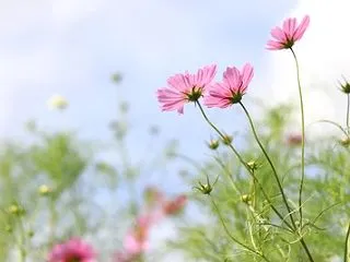 こんなことでもハッピー～単純な自分